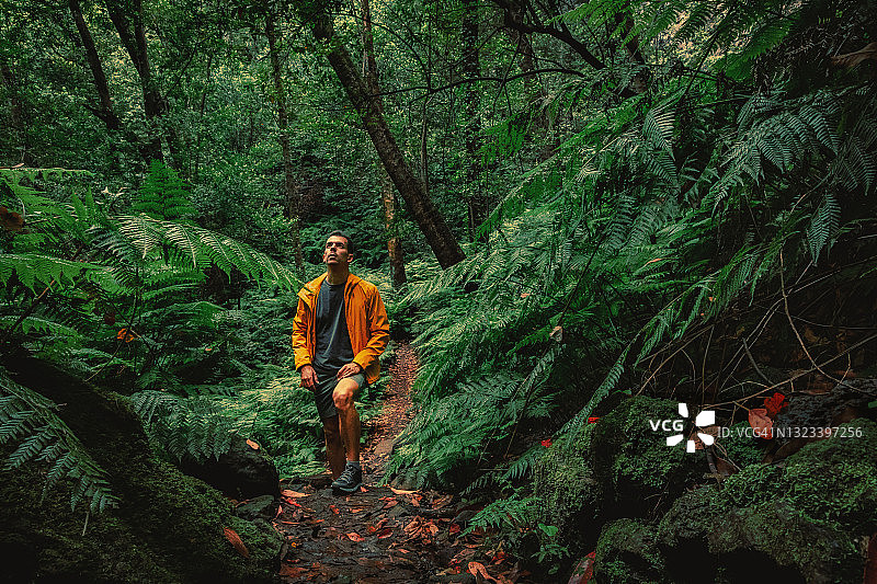 身穿黄色外套的徒步者走在帕尔马岛的茂密森林中图片素材