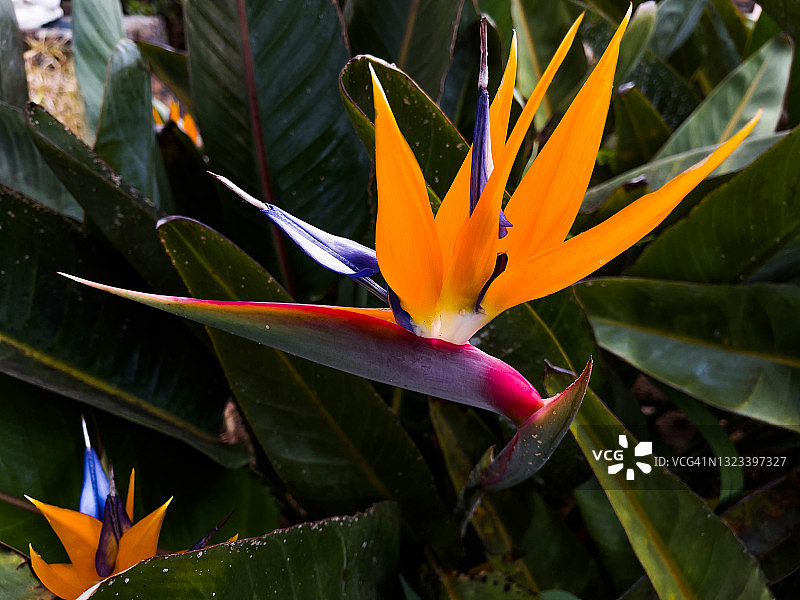 鹤望兰，拉帕尔马岛图片素材