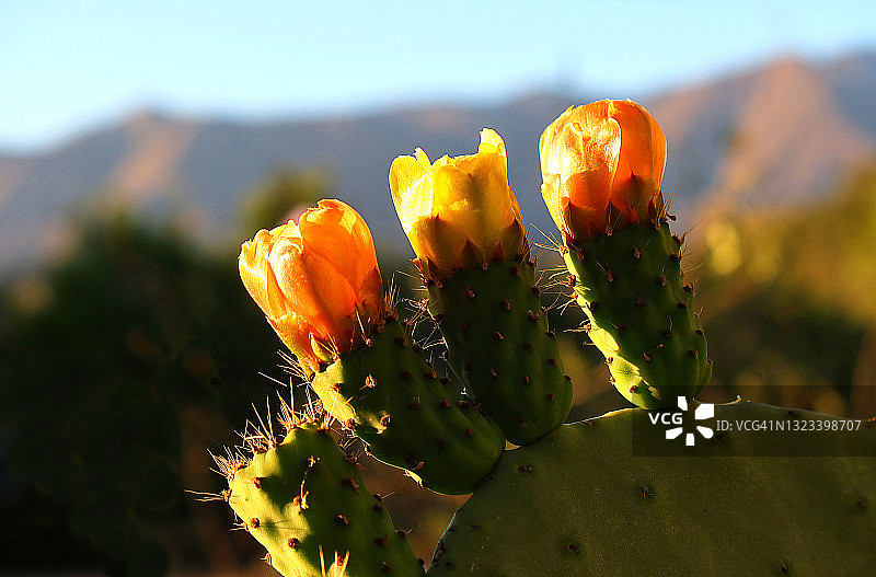 奥海加州Topatopa山背景下的彩色仙人掌花特写图片素材