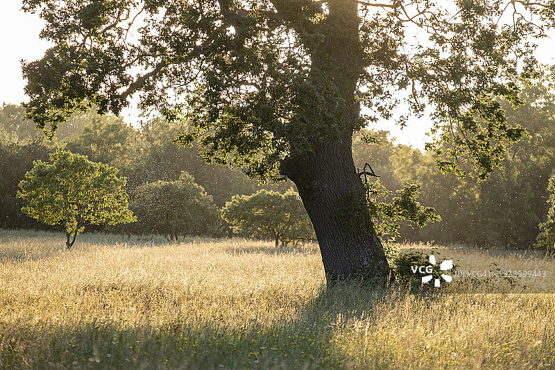 英国草甸的日落图片素材