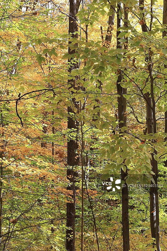 季节性森林中的高大树木图片素材
