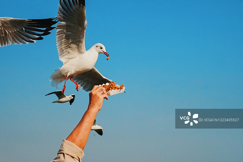 海鸥从手中吃食物的特写图片素材