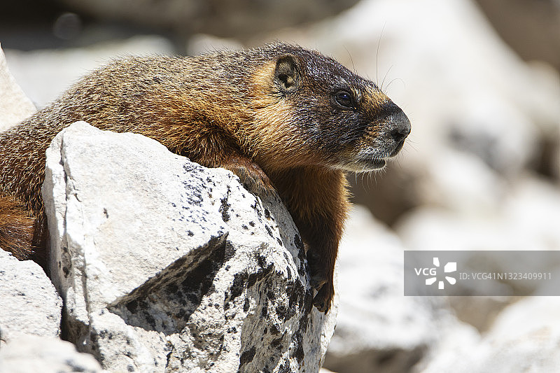 寒冷的旱獭图片素材