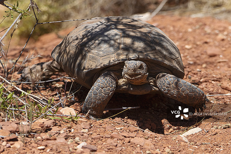 微笑的乌龟图片素材