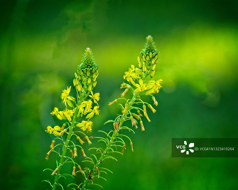 开着黄色花的杂草图片素材