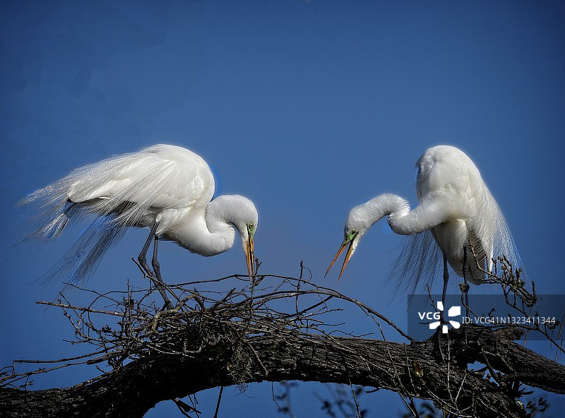 大白鹭筑巢图片素材