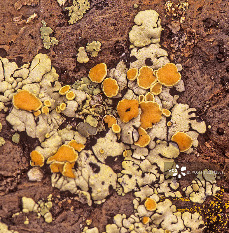 橙色岩蔷薇与大量产生孢子的橙色子囊盘图片素材