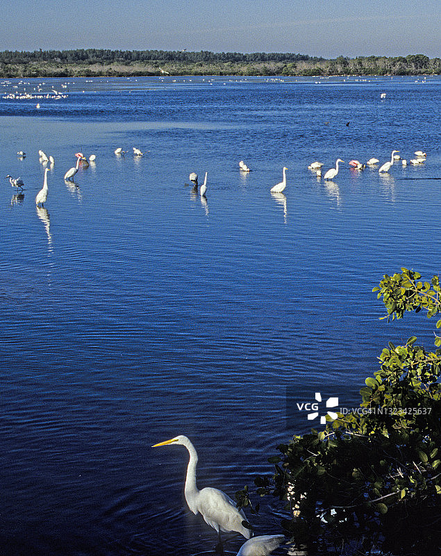 J. N. DING DARLING国家野生动物保护区，佛罗里达州萨尼贝尔岛图片素材