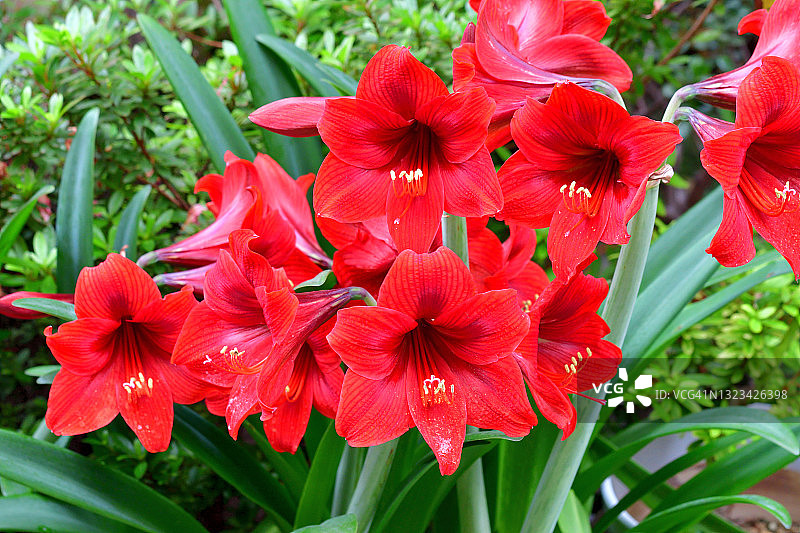 孤挺花图片素材