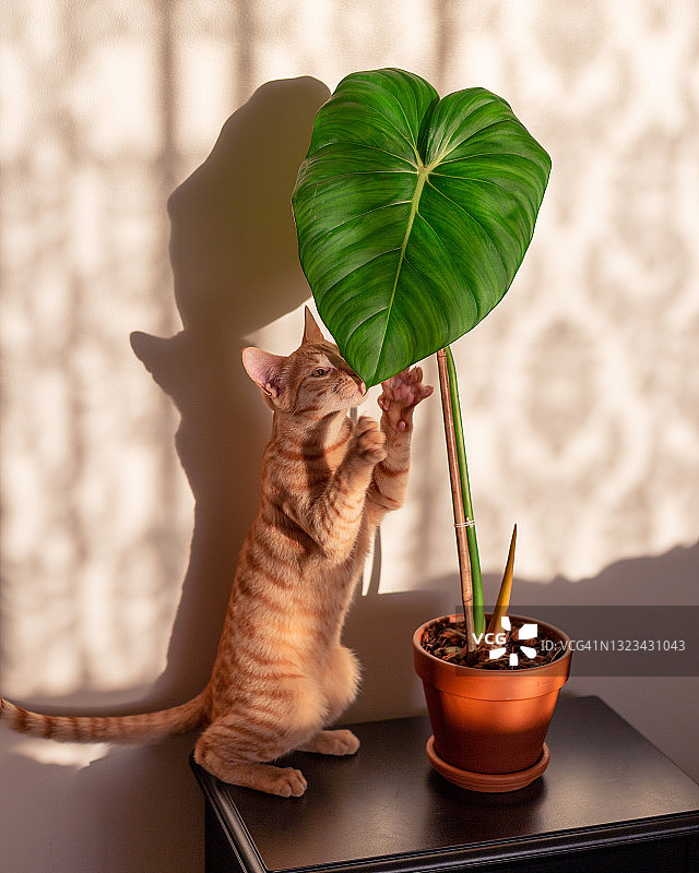 小猫和室内绿植图片素材