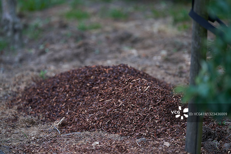用欧洲赤松覆盖图片素材