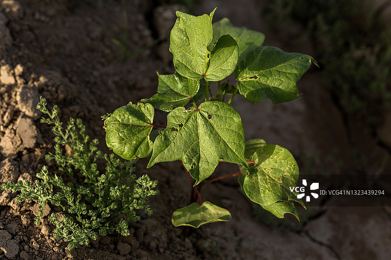 棉花收获图片素材