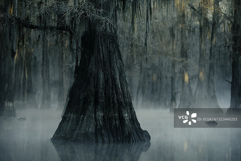 雾中的柏树图片素材