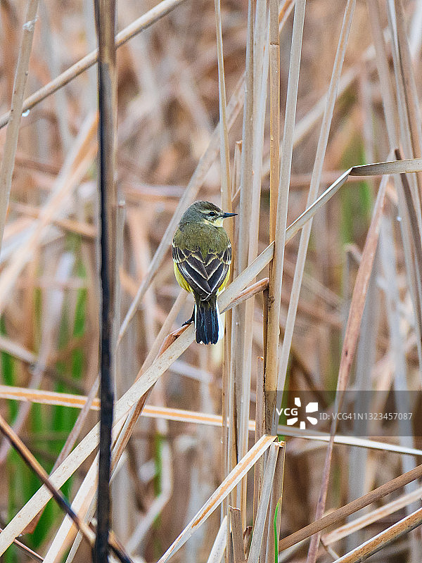 栖息在芦苇草枝上的小黄鸟图片素材