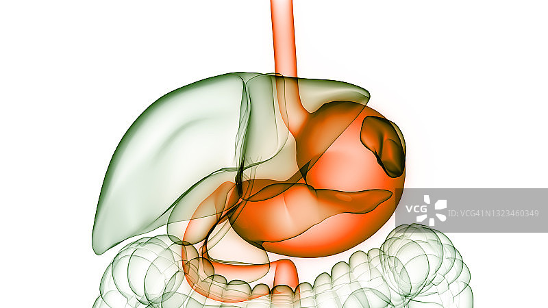 人体消化系统胃解剖学图片素材