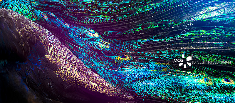 色彩斑斓的雄孔雀优雅起舞图片素材