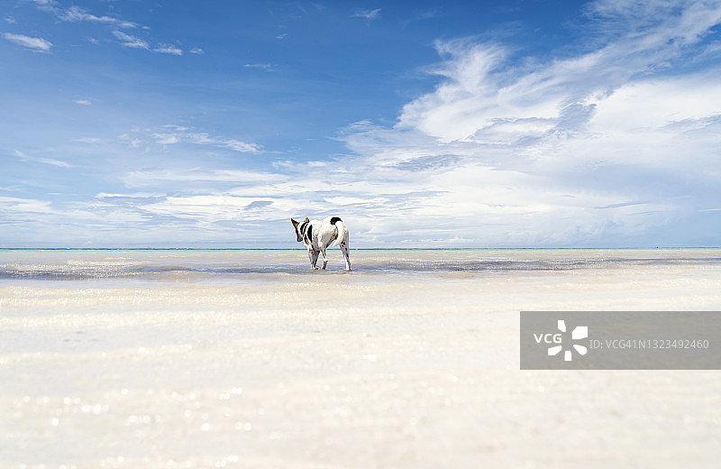 肯尼亚印度洋海滩上的小狗图片素材