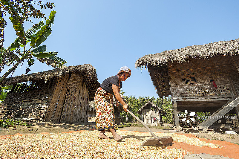 女人使用传统木制工具晒稻谷图片素材