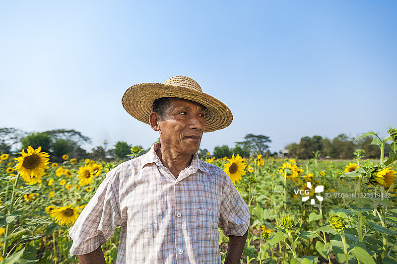 一名男子在缅甸克钦邦密附近的向日葵地里工作图片素材