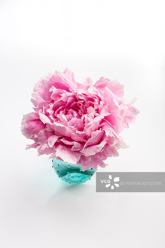 粉色的牡丹图片素材