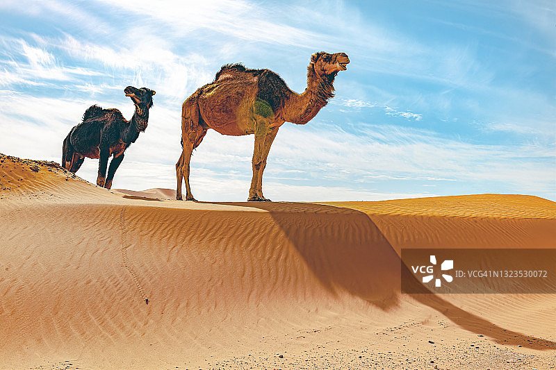 北非摩洛哥切比沙丘的撒哈拉沙漠中的骆驼图片素材