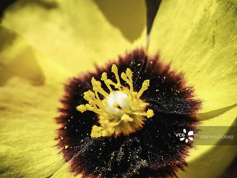 斑鸠菊图片素材