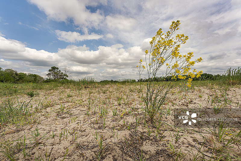 罗马尼亚莱泰亚森林的植物图片素材