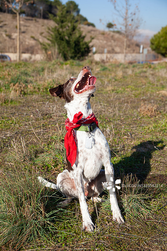玩耍中的小狗抬头图片素材