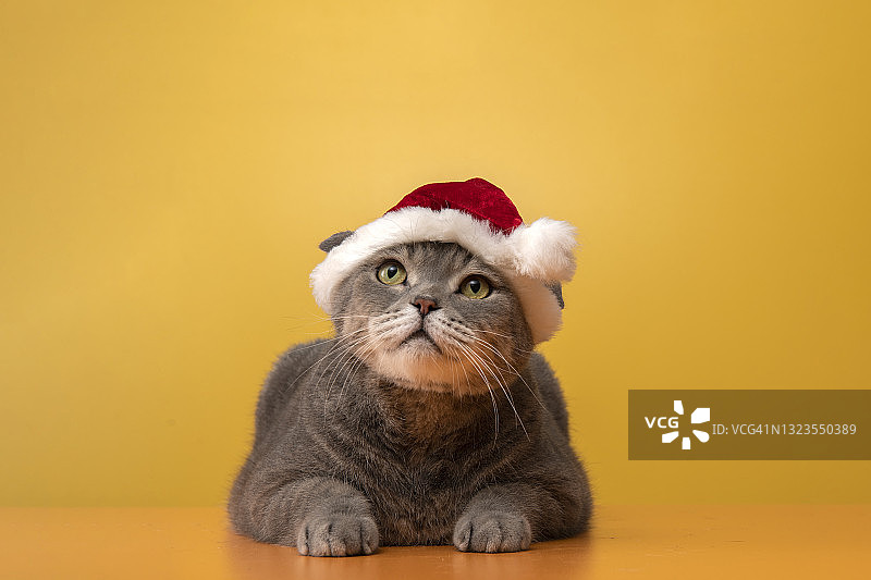 戴圣诞帽的大头英国短毛猫图片素材