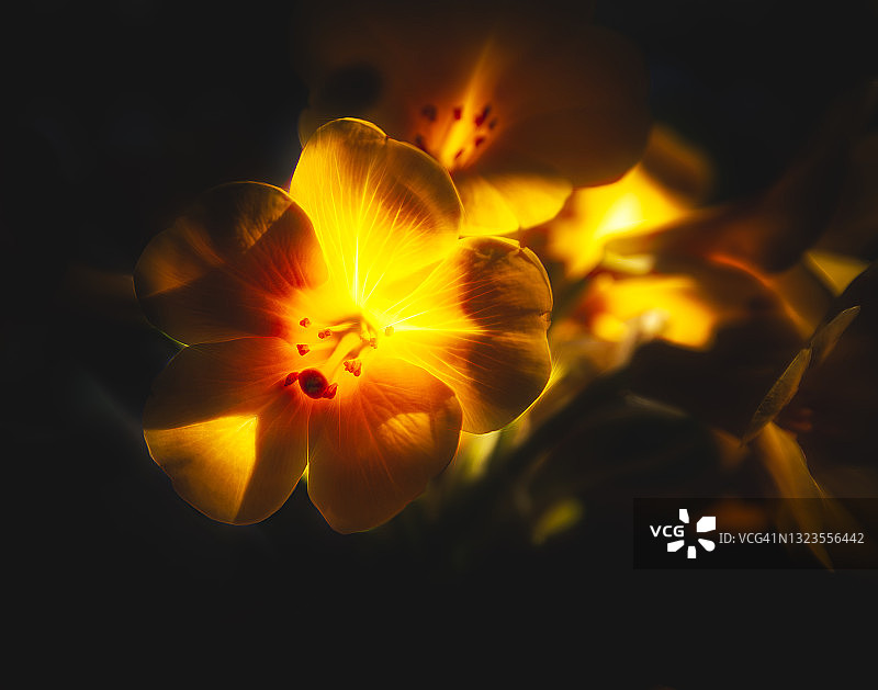 发光百合花特写图片素材