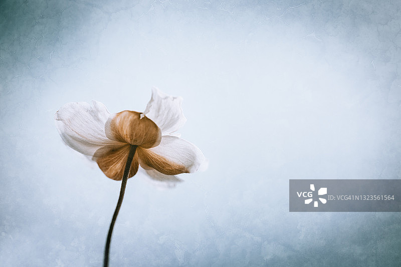 白色银莲花图片素材