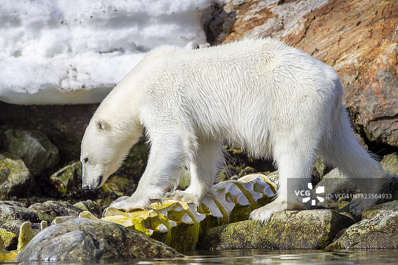斯瓦尔巴群岛北极熊与鲸骨图片素材