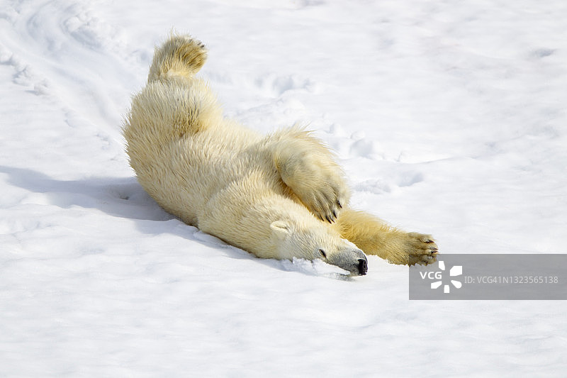 挪威斯瓦尔巴群岛斯匹次卑尔根岛的北极熊图片素材
