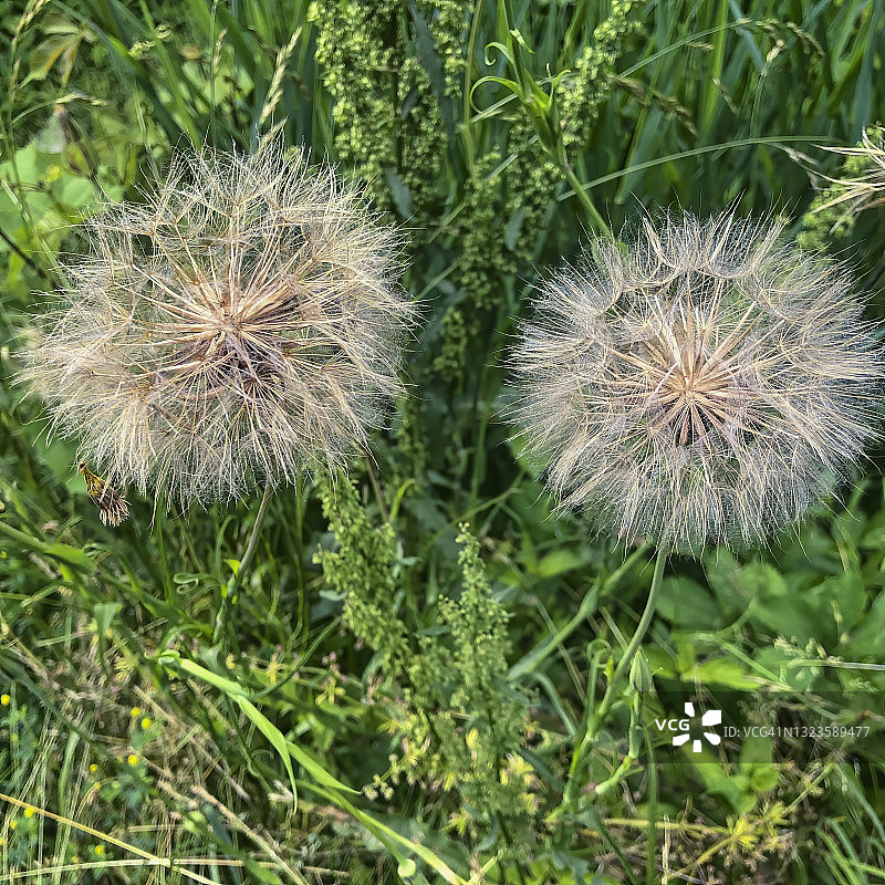 婆罗门参图片素材