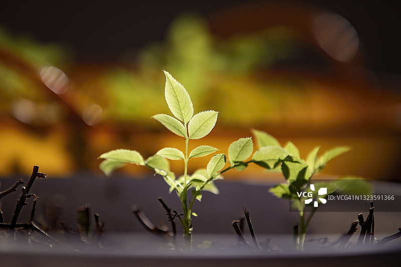 玫瑰发芽图片素材