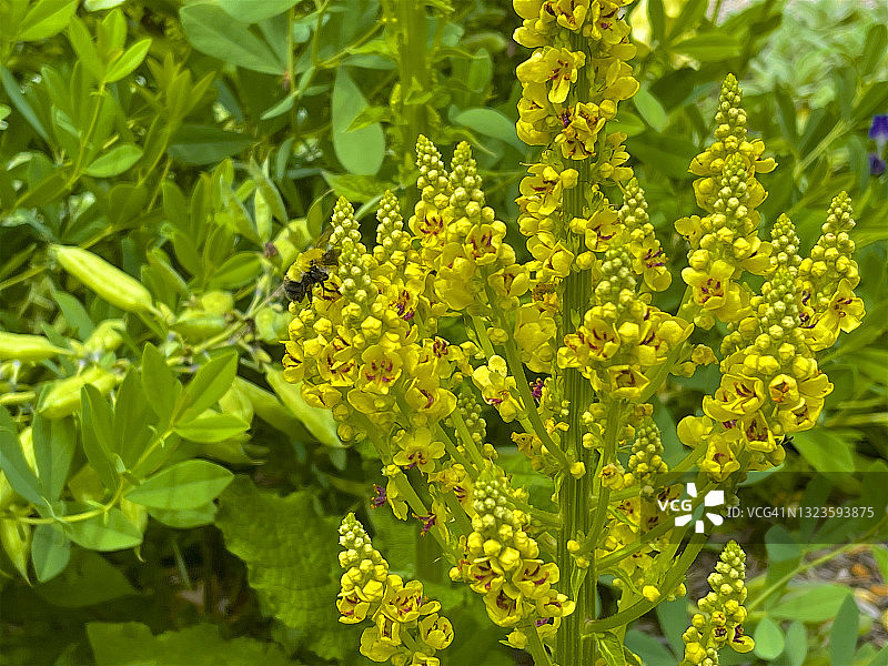 毛蕊花特写图片素材