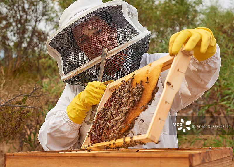 养蜂人在农场打开蜂箱的镜头图片素材