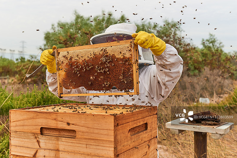 一位无法识别的养蜂人在农场打开蜂箱图片素材