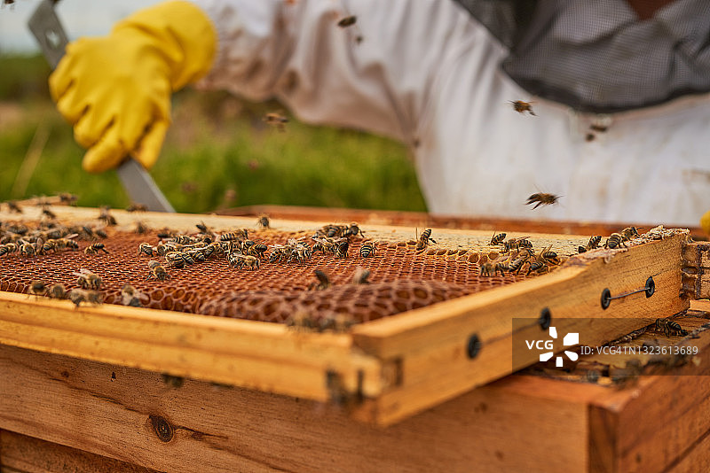 养蜂人在农场操作蜂箱照片图片素材