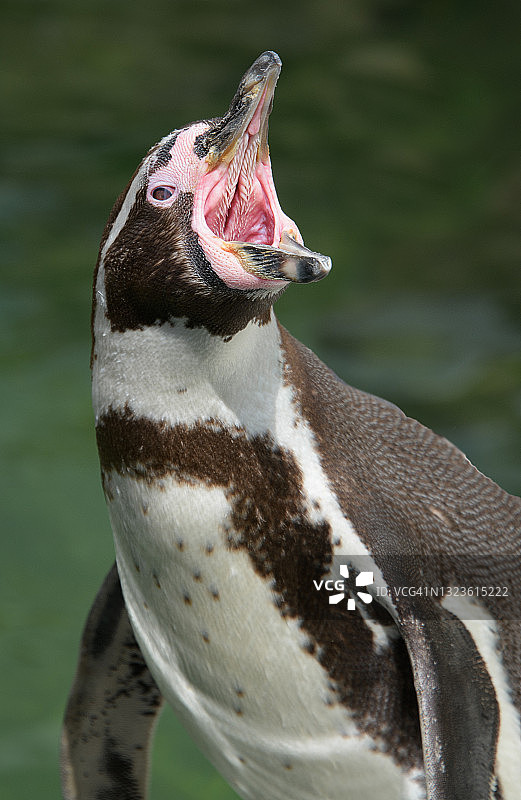洪堡企鹅图片素材