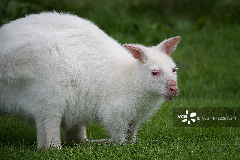 稀有小袋鼠图片素材