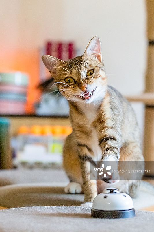 得意地笑的小猫图片素材