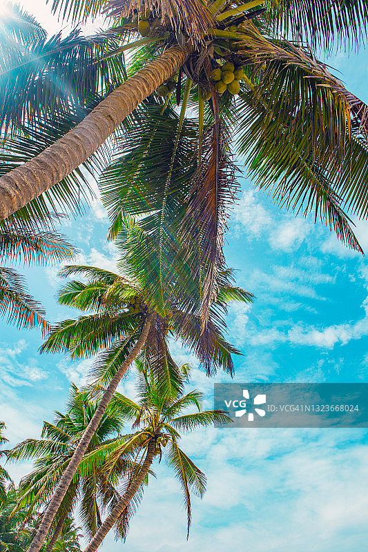 清晨的热带棕榈树图片素材