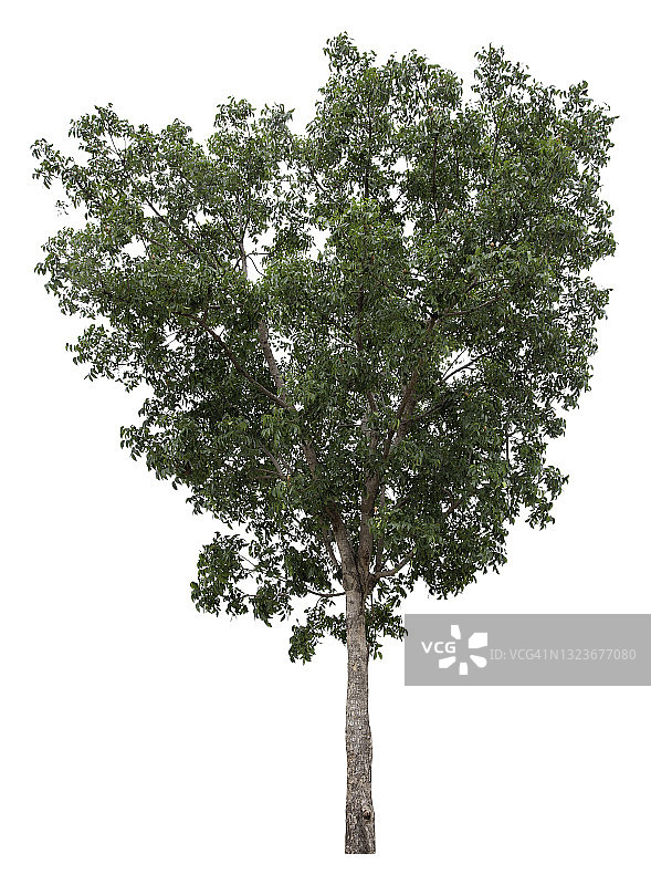 白色背景上孤立的大绿树。图片素材