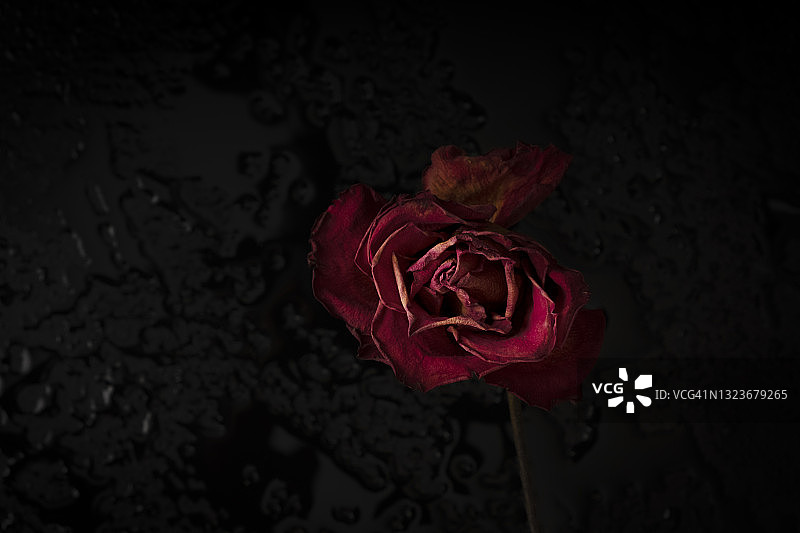 枯萎的红玫瑰图片素材