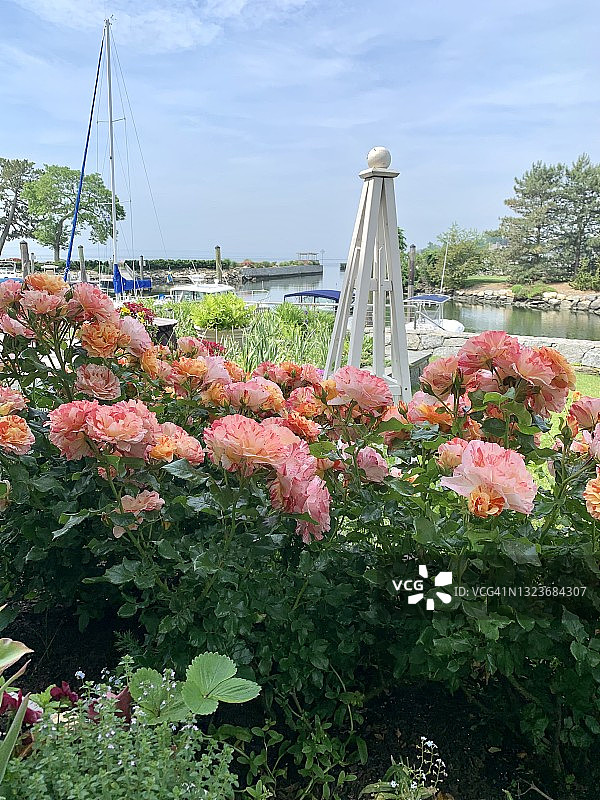 玫瑰盛开图片素材