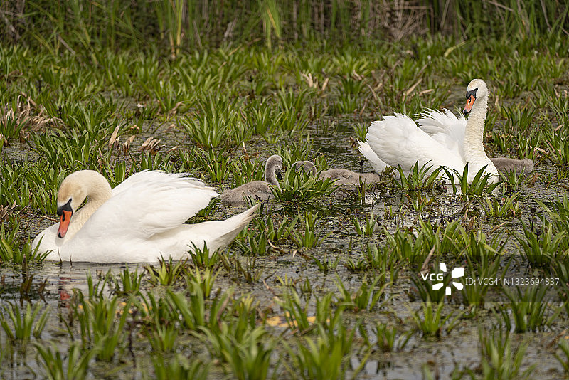 在罗马尼亚多瑙河三角洲生物圈保护区，雾蒙蒙的早晨，天鹅一家带着小宝宝在湖上图片素材