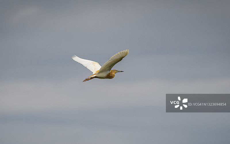 在飞行的生物圈保护区多瑙河三角洲，罗马尼亚，欧洲的池鹭图片素材