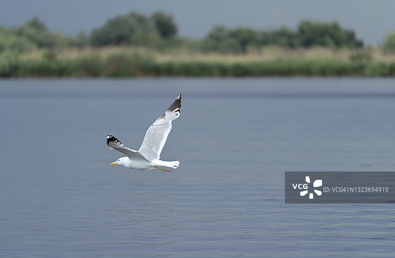 普通海鸥飞越池塘图片素材
