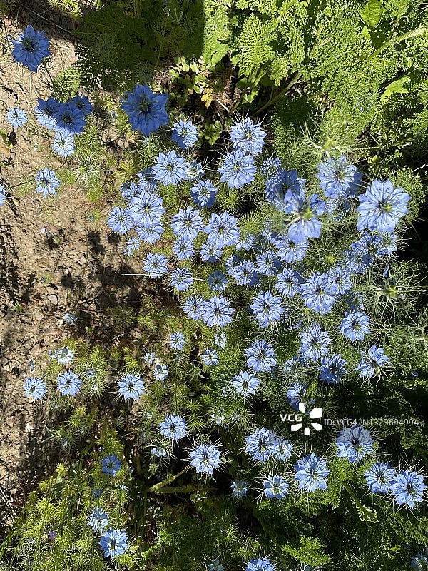 盛开的黑种草花图片素材